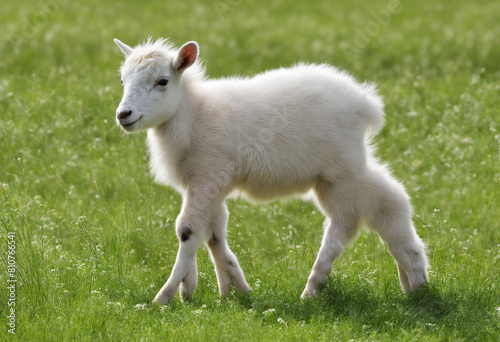 adorable little lamb