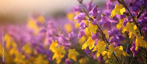 One side of the image showcases blossoming clovenlip toadflax flowers leaving ample space for a copy within the frame photo