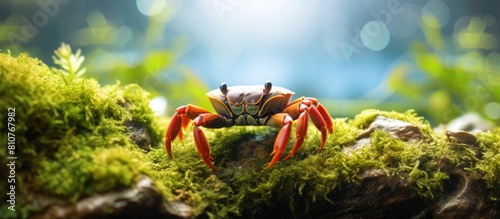 In a copy space image a small crab in green and brown hues is seen outside a moss covered rock The crab can be observed with its claws placed near its mouth while the sand reflects the bright sunligh photo