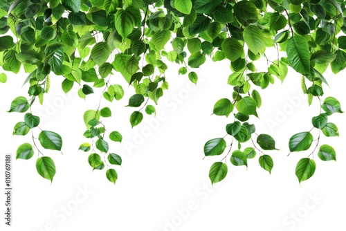 Vector clipart of green ivy leaves on a transparent background, ideal for logos or overlays, showcasing fresh foliage with high-resolution textures.