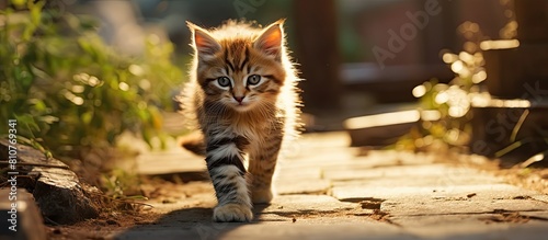 A charming little cat strolls aimlessly with plenty of space around for a captivating image. Creative banner. Copyspace image photo