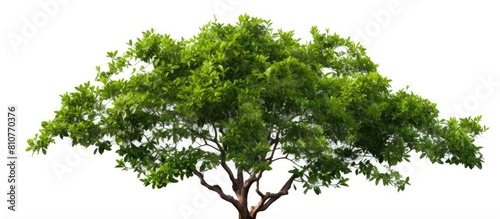 A tropical tree with branches and leaves against a white background ideal for a copy space image showcasing lush green foliage