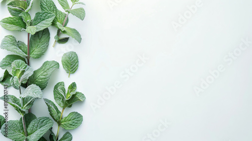 Fresh aromatic mint on white background