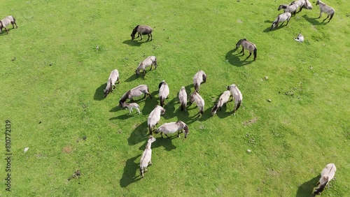 Wild Horses and Auroxen Cows Running in the Field of Pape National Park, Latvia. Aerial View of Wild Konik Polski Horses and Cows Grazing on Meadow Sunny Day. photo