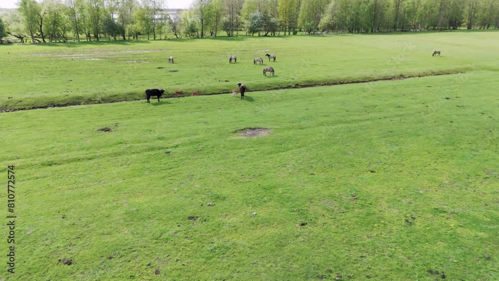 Wild Wild Horses and Auroxen Cows Eating Grass, in Open Landscape Located at the Shores of the Lake Pape, Latvia. Aerial View of Wild Konik Polski Horses and Cows Grazing on Meadow Sunny Day. Wild Wild Horses and Auroxen Cows Eating Grass, in Open Landscape Located at the Shores of the Lake Pape, Latvia. Aerial View of Wild Konik Polski Horses and Cows Grazing on Meadow Sunny Day.