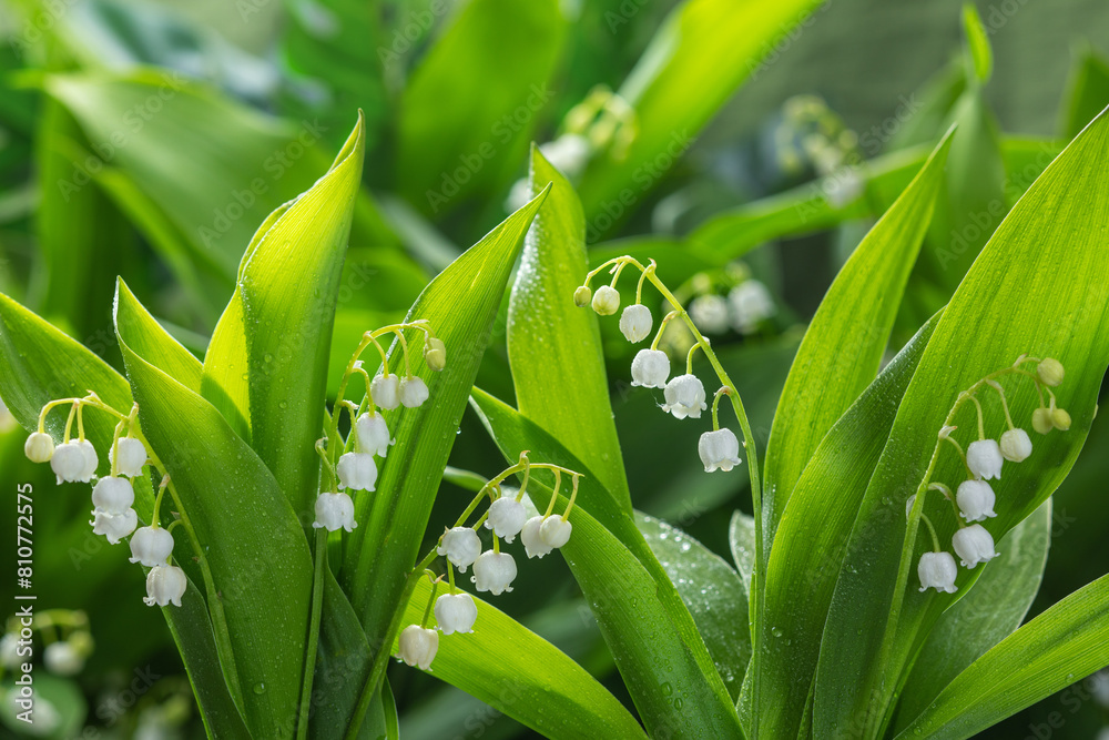 Fototapeta premium beautiful white lilies of the valley in the spring forest, illuminated by the first rays of the dawn sun.
