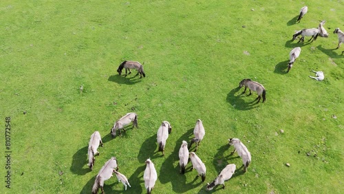 Wild Horses and Auroxen Cows Running in the Field of Pape National Park, Latvia. Aerial View of Wild Konik Polski Horses and Cows Grazing on Meadow Sunny Day. photo