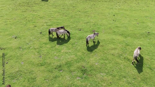 Wild Horses and Auroxen Cows Running in the Field of Pape National Park, Latvia. Aerial View of Wild Konik Polski Horses and Cows Grazing on Meadow Sunny Day. photo