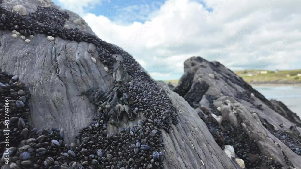 Layers of mussels and barnacles attached on a rock on a sandy beach in ...