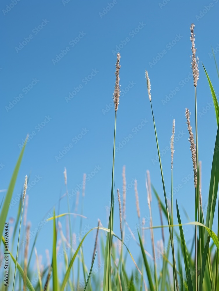 Tall grass and blue sky Tall grass and blue sky