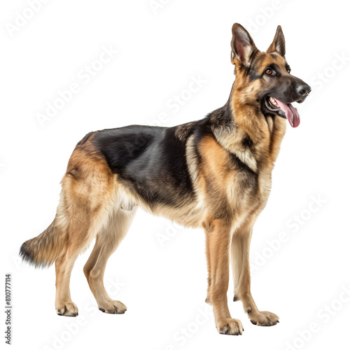German Shepherd Alert and Standing die cut PNG Style Isolated on White and Transparent Background