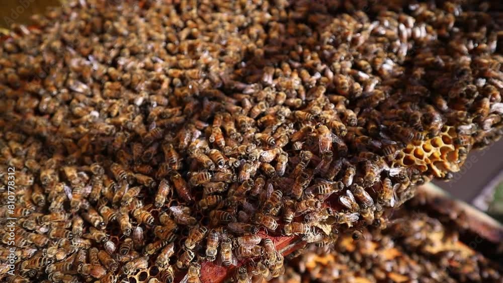 Closeup of bee hive filled with honey bees swarm Closeup of bee hive filled with honey bees swarm