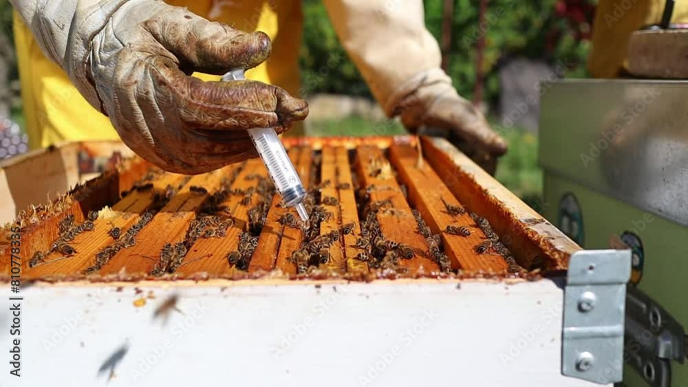 Closeup of beekeeper using oxalic acid syringe on bees between the frames as a miticide on honey bees Closeup of beekeeper using oxalic acid syringe on bees between the frames as a miticide on honey bees