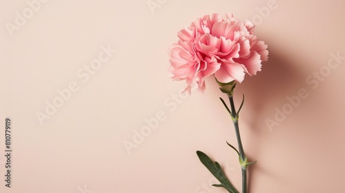 beautiful pink carnation flower on plain background
