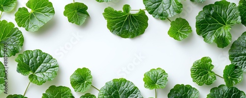 Aesthetic focus on the fine hairs of Gotu Kola leaves, emphasizing their unique texture, set on a white backdrop photo