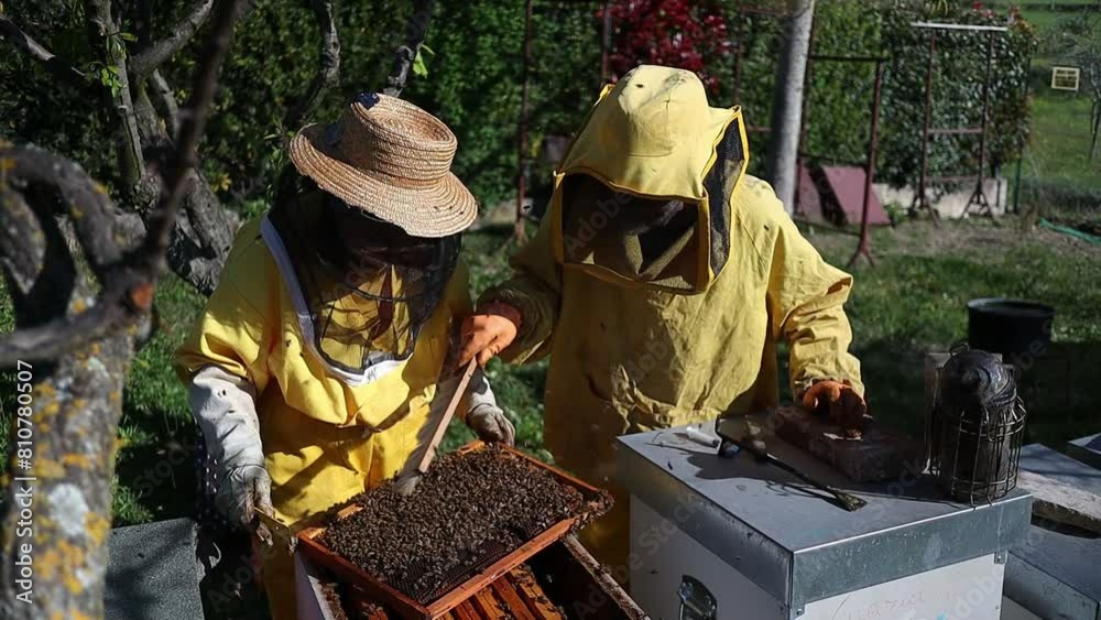 Beekeepers couple in protective clothing holding honeycomb filled with bees, Central Italy Beekeepers couple in protective clothing holding honeycomb filled with bees, Central Italy
