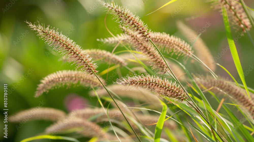 Close-up of meadow grass inflorescence against blurred background in summer. Close-up of meadow grass inflorescence against blurred background in summer.