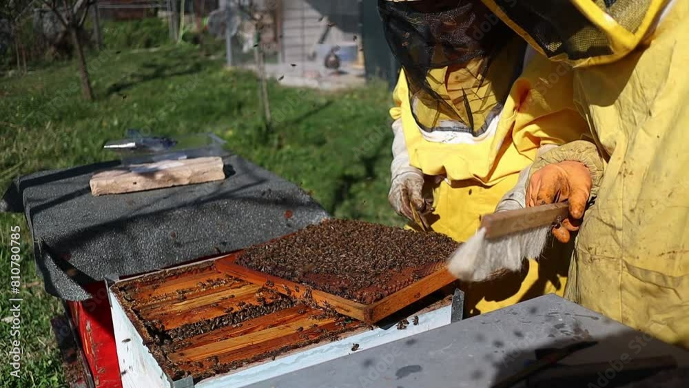 Beekeepers working with honey bees at a bee farm apiary, Central Italy Beekeepers working with honey bees at a bee farm apiary, Central Italy