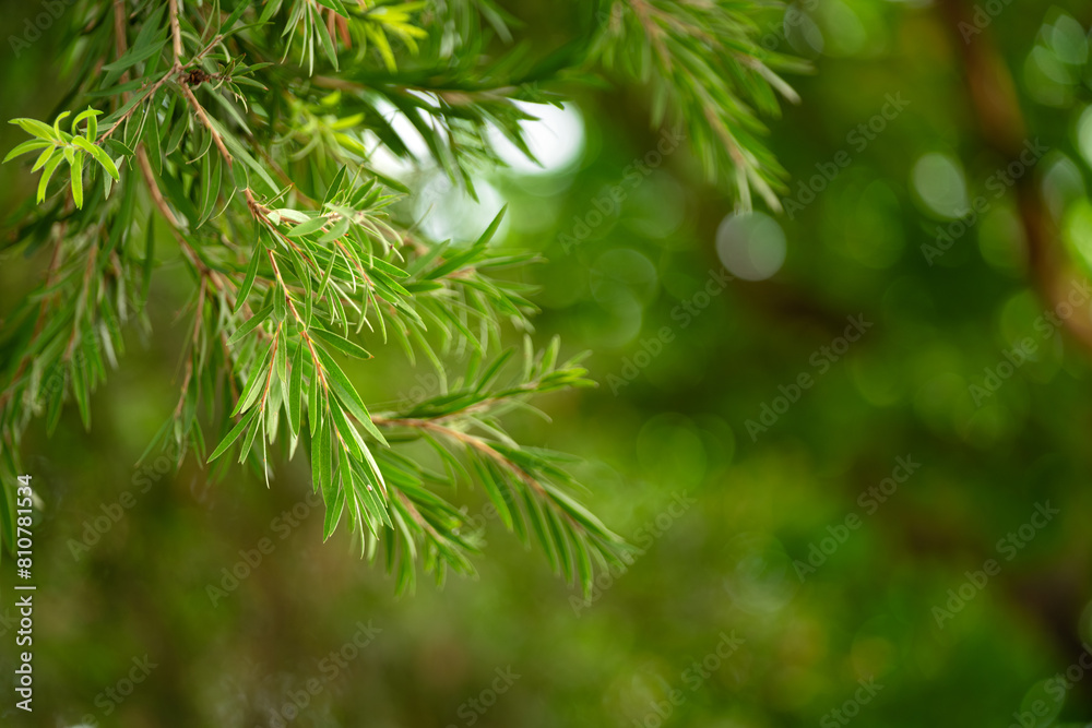 Green leaf trees deciduous trees and wind blowing leaves and trees against a green blurred background of bokeh. Rich natural ecosystem of the forest, concept of conservation forest. Green leaf trees deciduous trees and wind blowing leaves and trees against a green blurred background of bokeh. Rich natural ecosystem of the forest, concept of conservation forest.