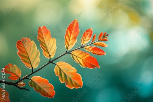 Vibrant autumn leaves on a branch