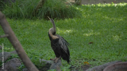 An Australasian darter or Australian darte perched on a rock, with green grass in the background. Static shot. photo