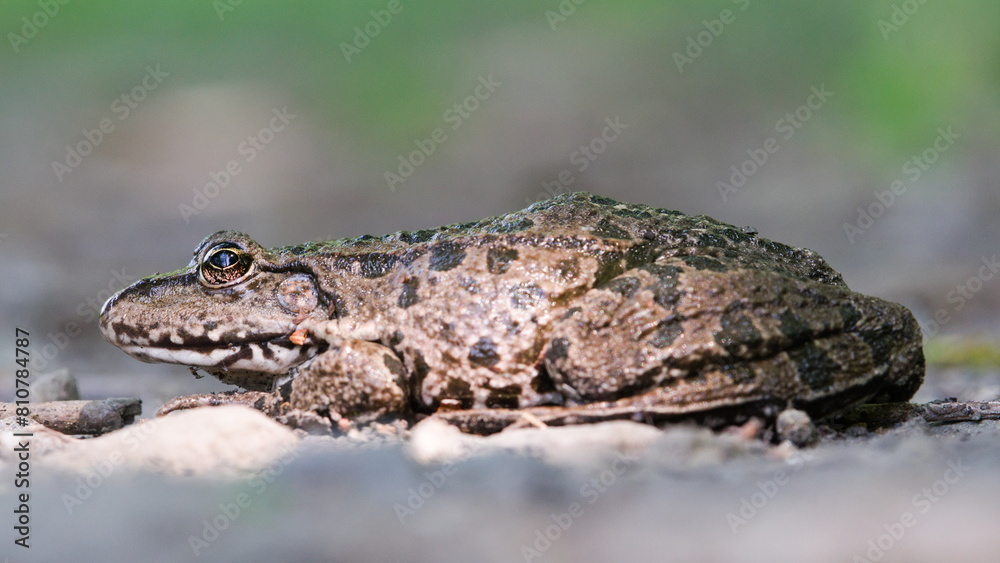 Pelophylax ridibundus aka European marsh frog. Pelophylax ridibundus aka European marsh frog.