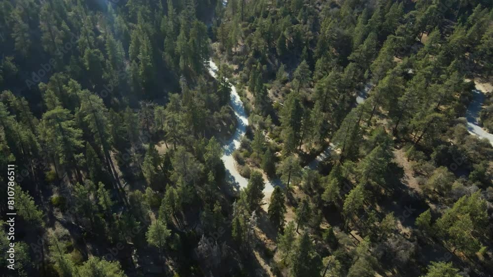 Snaking path winds between towering trees in dry arid landscape, drone top down Snaking path winds between towering trees in dry arid landscape, drone top down