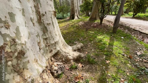 We see a walk of trees in a line of PLatanus hispanica alternating with other bushes on a dirt road, we observe the tremendous size of the Platanus trunks in the Jardin del Principe Aranjuez Spain photo
