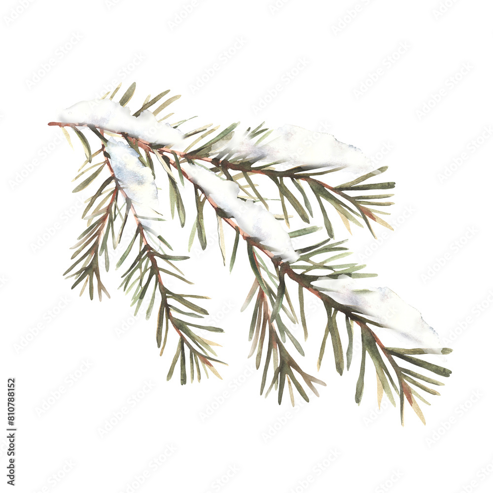 Snow on a fir branch with needles. Spruce, pine or cedar trees ...