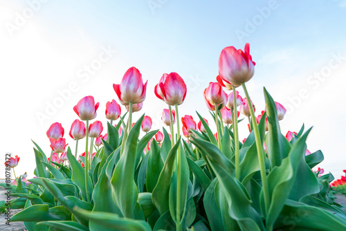 Beautiful tulips are in full bloom