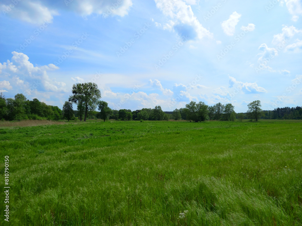 View of a meadow in spring.