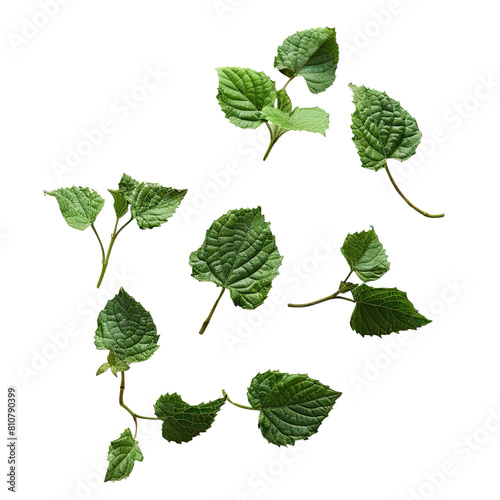 Patchouli Leafs, Generative AI