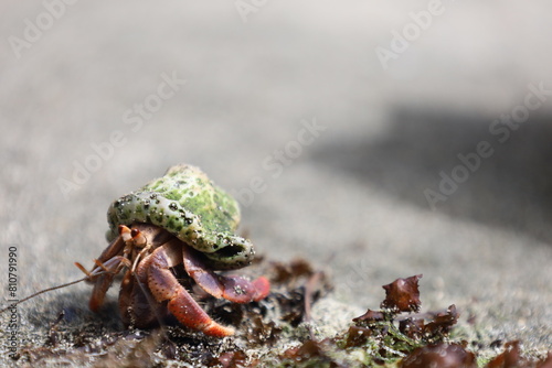 Ecuadorian hermit crab in Corcovado National Park, Osa peninsula, Costa Rica photo