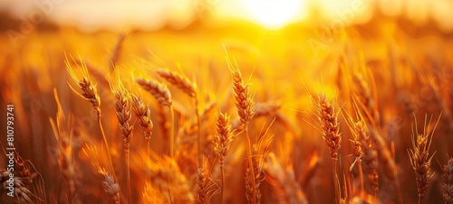 Wheat field. Ears of golden wheat close up. Beautiful nature sunset landscape. Rural landscape under bright sunlight. Background of ripening ears of wheat field. 