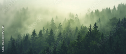 Misty landscape with fir forest  vintage retro style photo