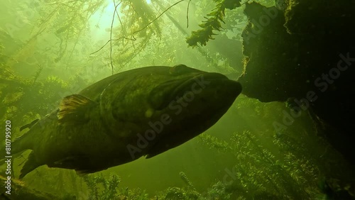 Low angle and close-up front view of a largemouth bass in a beautiful sunny setting. Check my portfolio for other bass footage. photo