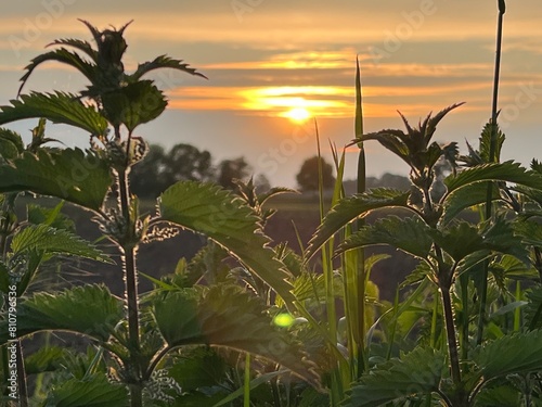 Sonnenuntergang Acker Landschaft Pflanzen Brennnesseln Detail