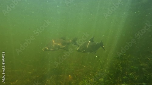 Two tench pass by. The tench is a favorite food of giant catfish and large pike. photo