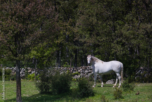 horse, animal, outdoors, nature, breeding, farm, view, plants, s © Piotr