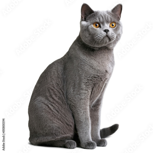British Shorthair cat isolated on a transparent background