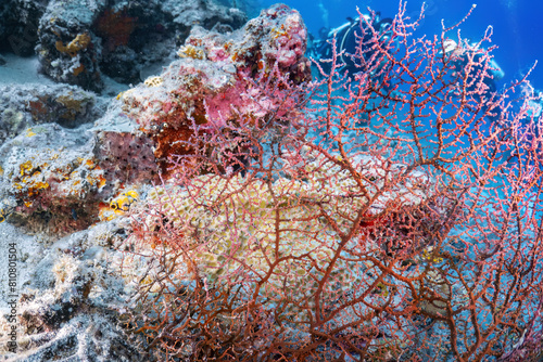 Fototapeta Naklejka Na Ścianę i Meble -  Real tiny pink pygmy seahorse photography camouflage at seafan coral reef in scuba dive explore travel activity with underwater background landscape around Sipadan island, Malaysia