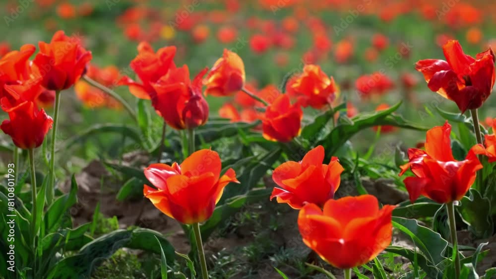 Wild Red Data Book tulips Greig in the fields of Kazakhstan. Spring flowers under the rays of sunlight. Beautiful landscape of nature. Hi spring. Beautiful flowers on a green meadow. Wild Red Data Book tulips Greig in the fields of Kazakhstan. Spring flowers under the rays of sunlight. Beautiful landscape of nature. Hi spring. Beautiful flowers on a green meadow.