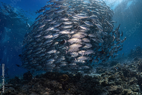 Real big group of jackfish school photography swim in atoll deep sea scuba dive explore travel activity with shallow sunlight underwater background landscape around Sipadan island, Malaysia photo