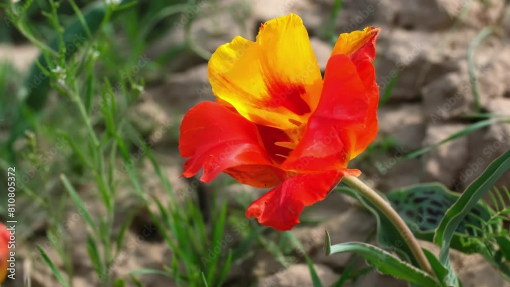 Wild Red Data Book tulips Greig in the fields of Kazakhstan. Spring flowers under the rays of sunlight. Beautiful landscape of nature. Hi spring. Beautiful flowers on a green meadow. Wild Red Data Book tulips Greig in the fields of Kazakhstan. Spring flowers under the rays of sunlight. Beautiful landscape of nature. Hi spring. Beautiful flowers on a green meadow.