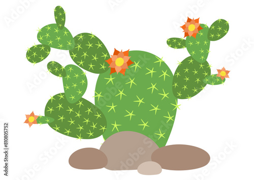 Blossom of succulent green cactus