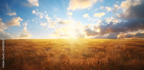 beautiful golden field landscape