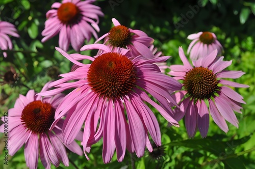 Beautiful watercolor painting of Echinacea flowers with left copy space  highlighting their immune-boosting qualities
