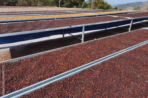 Coffee beans drying in the sun  