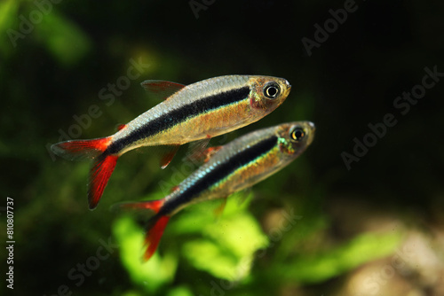Obraz na plátně Redfin Penguin tetra (Thayeria sp