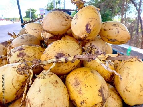 Pile of Fresh Yellow Coconuts at the Market. 